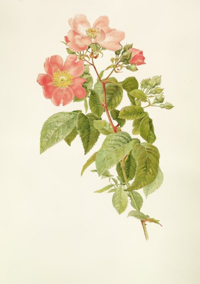 Rosa setigera (The Prairie Rose) by Alfred Parsons